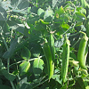КВС БАГУ